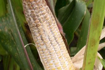 Agriculture et Consultance des Experts Agricoles en RDCongo